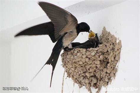有鳥來家裡築巢