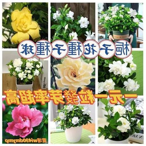 梔子花種子發芽
