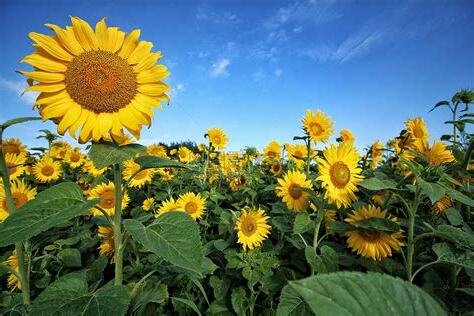 夏天代表花