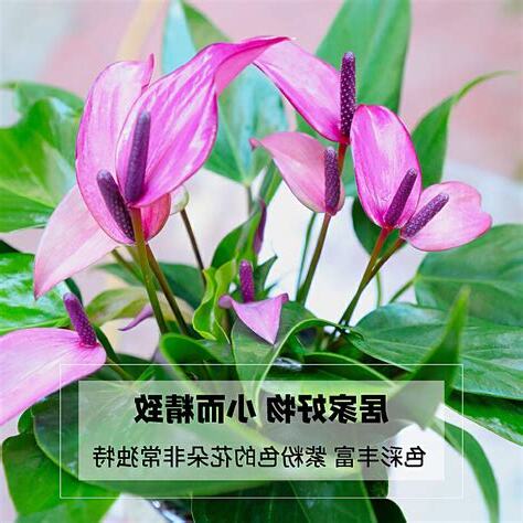 紫掌風水