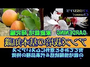 杏樹季節