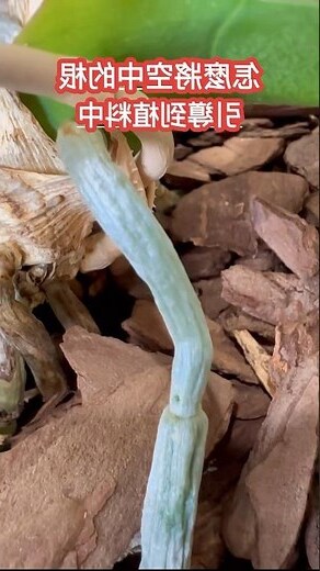 蘭花可以放房間嗎