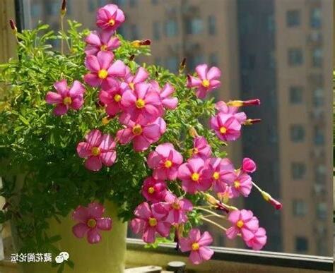 家里种什么花好