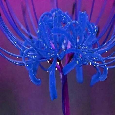 彼岸花詩詞