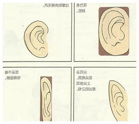 耳朵相