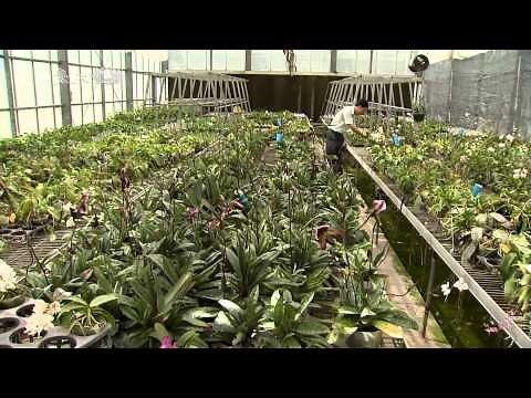 種蘭花材料