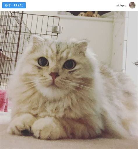 耳珠長毛