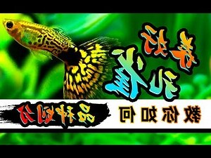 孔雀的種類