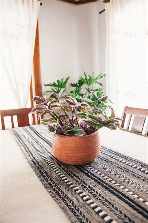 餐桌植物