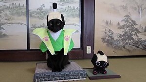 黑貓來家裏代表什麼