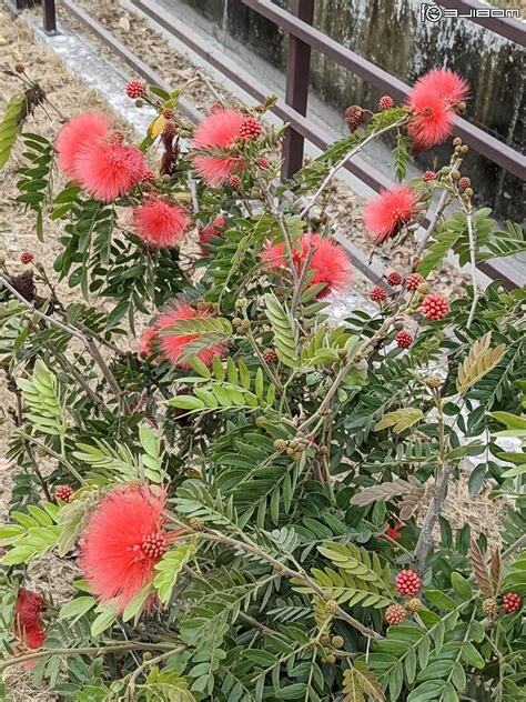 紅絨球