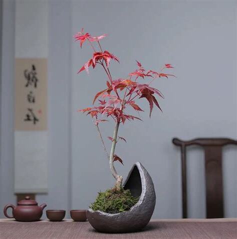 小紅楓風水