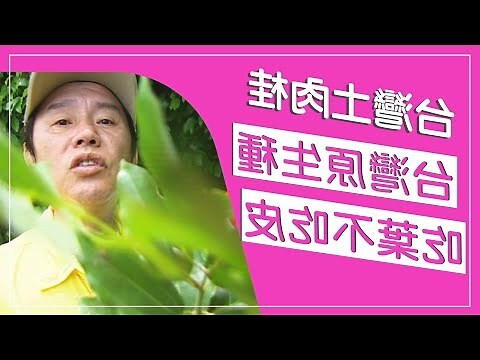 土煙頭功效