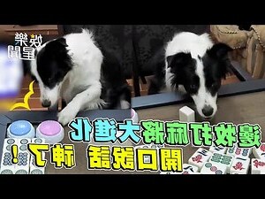 打麻將照片