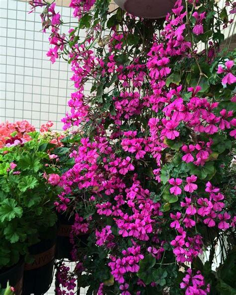 垂吊花卉