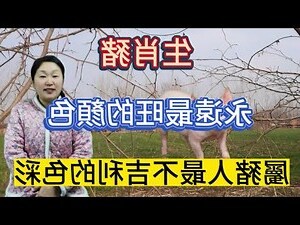 屬豬五行顏色