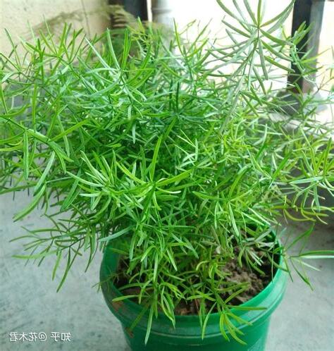 武竹盆栽