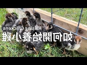 養雞好嗎