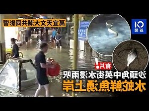 鯉魚畫風水