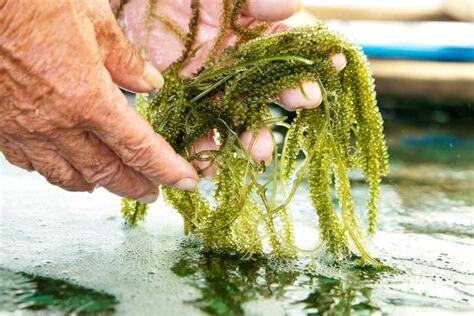 海葡萄介殼蟲