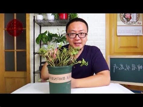 盆栽枯萎風水