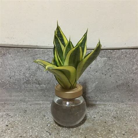 黃金虎尾蘭水耕