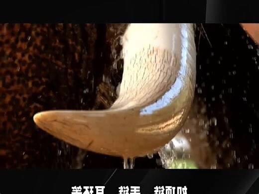 象牙作用