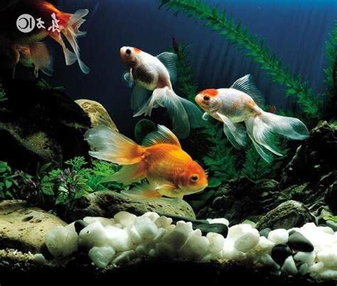 養魚會招財嗎