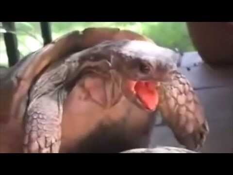 烏龜發情