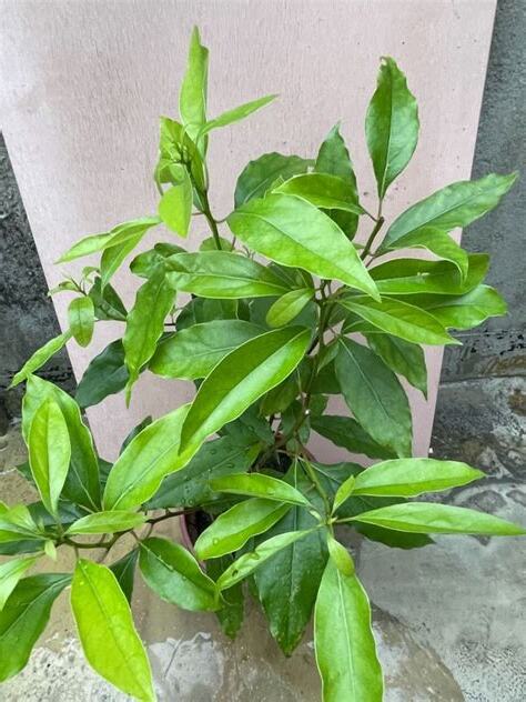 樟樹風水