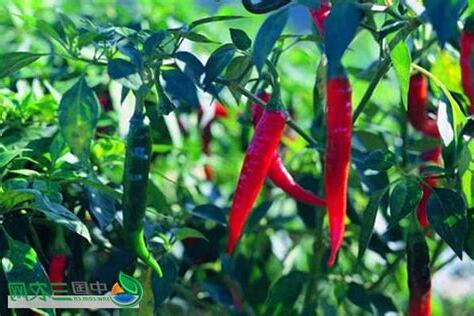 種植辣椒注意事項
