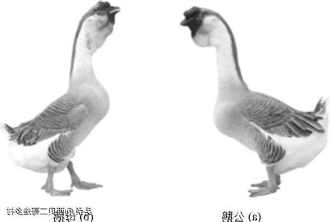 獅頭鵝公母特徵