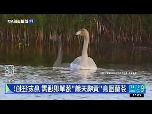 鳥死在陽台風水