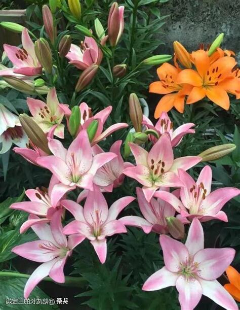 百合花品種