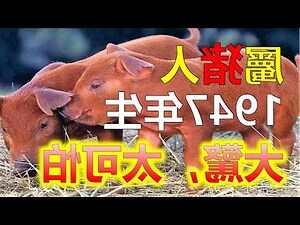 屬豬虛歲