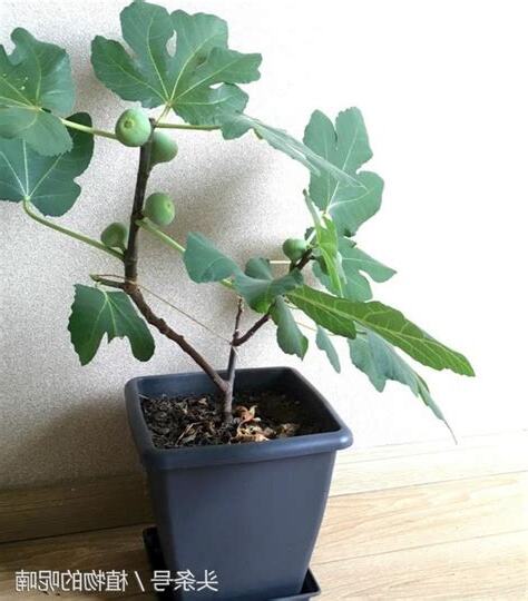 容易種的果樹