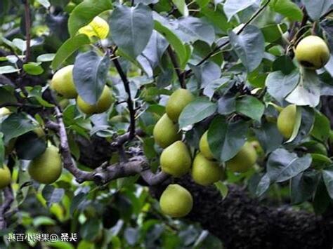 梨樹種植