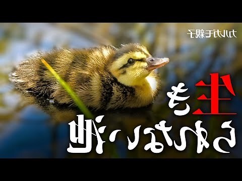 鳥死在家門口