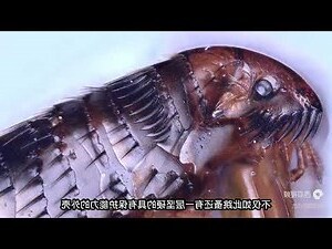 跳蚤的一生