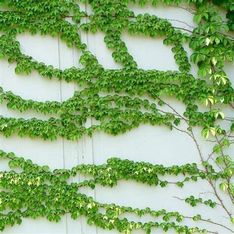 常綠爬藤植物