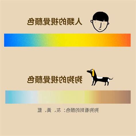 狗狗喜歡的顏色