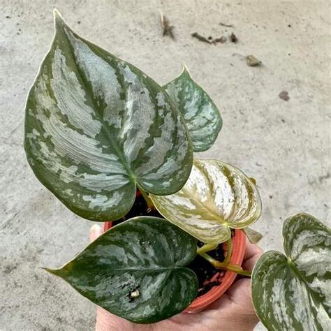 天南星科觀葉植物