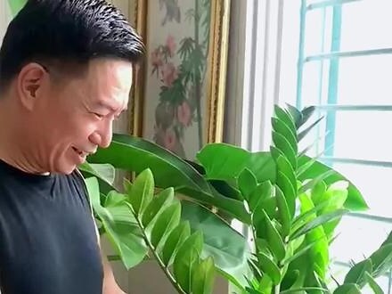 金钱树会开花吗