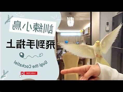 夢到小鳥飛到手上