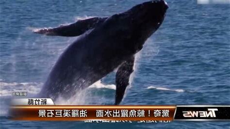 羅開光鯨魚