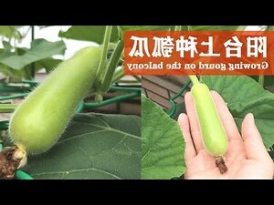 苦瓜種植陽台