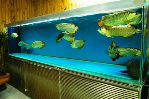 養水魚