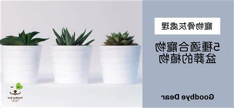 寵物埋葬盆栽