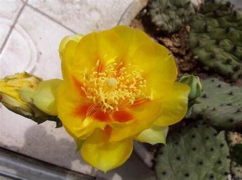 仙人掌會開花嗎