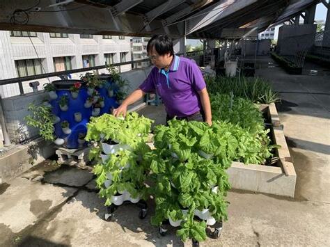 頂樓種菜